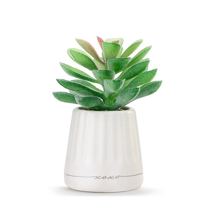 Demdaco Mini Succulent