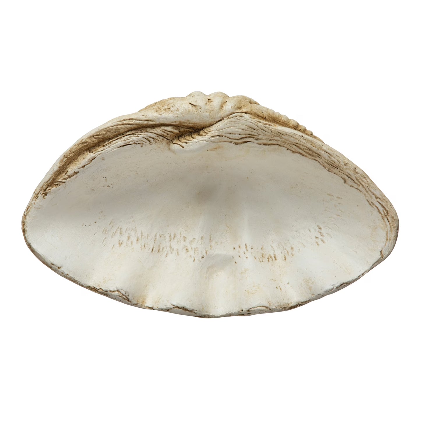 Lg Claimshell Decor