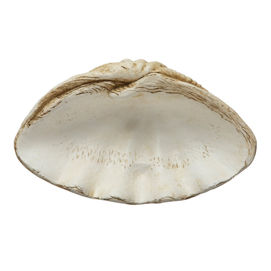 Lg Claimshell Decor