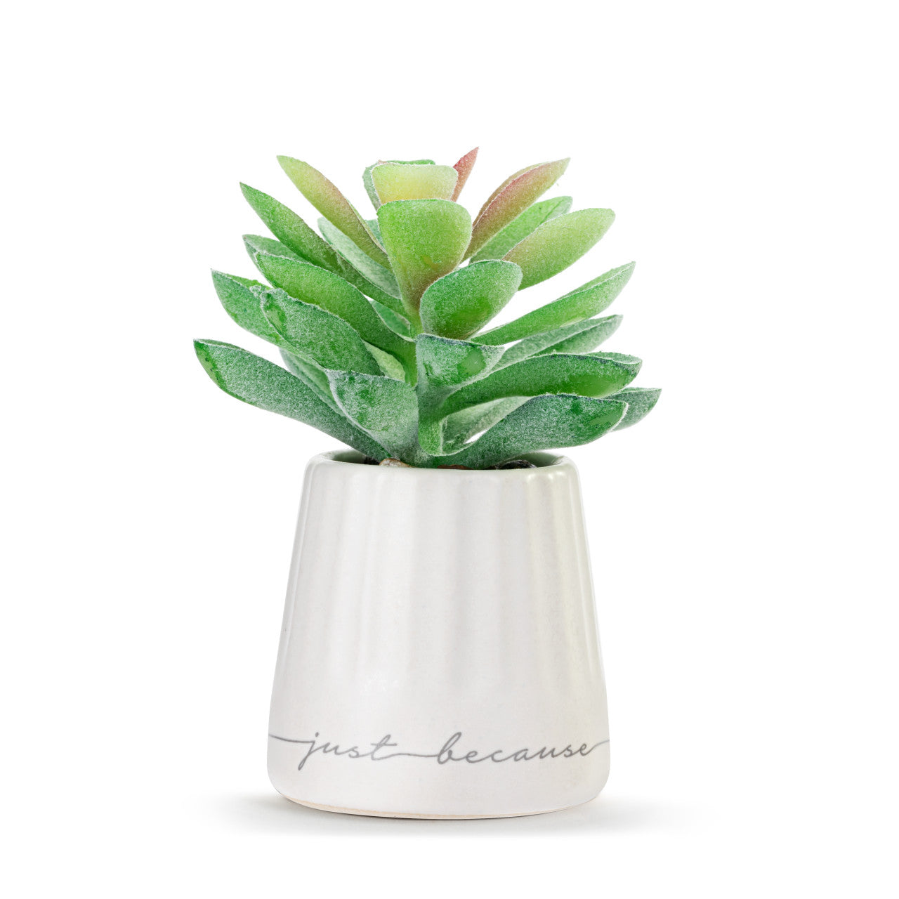 Demdaco Mini Succulent